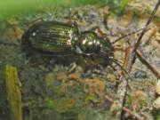 Thumbnail 382210 A
