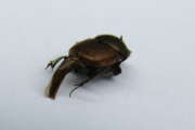 Thumbnail 382241 B