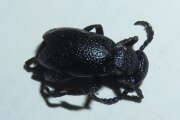 Thumbnail 382242 B