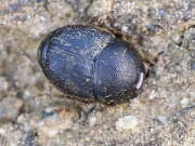 Thumbnail 382307 A