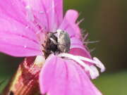 Thumbnail 382317 B