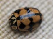 Thumbnail 382351 A