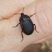 Thumbnail 382377 B