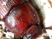 Thumbnail 382401 A