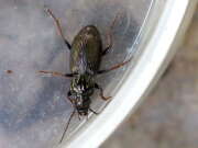 Thumbnail 382405 A