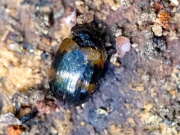 Thumbnail 382411 A
