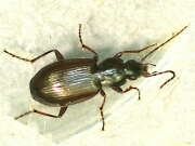 Thumbnail 382502 A