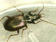 Thumbnail 382502 B