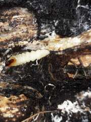 Thumbnail 382510 B