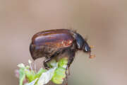 Thumbnail 382516 B