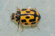 Thumbnail 382572 B