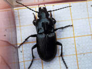 Thumbnail 382595 A