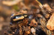 Thumbnail 382602 B