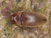 Thumbnail 382611 A