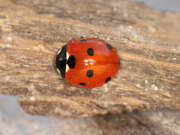 Thumbnail 382667 A