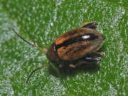 Thumbnail 382701 B