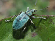 Thumbnail 382702 A