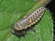 Thumbnail 382706 B