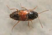 Thumbnail 382750 B