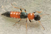 Thumbnail 382761 B
