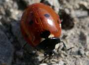 Thumbnail 382764 A