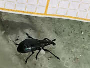 Thumbnail 382773 C
