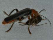 Thumbnail 382798 B