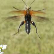 Thumbnail 382806 B