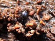 Thumbnail 382841 A