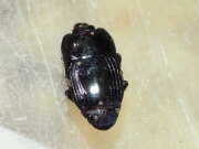 Thumbnail 382851 B