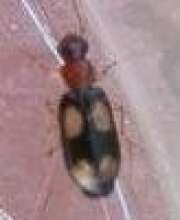 Thumbnail 382923 A