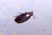 Thumbnail 382977 B