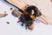 Thumbnail 382981 A
