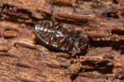 Thumbnail 383017 B
