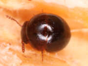 Thumbnail 383048 A
