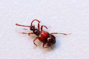 Thumbnail 383095 A