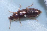 Thumbnail 383096 A