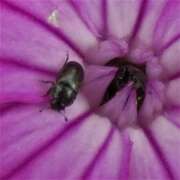 Thumbnail 383121 A