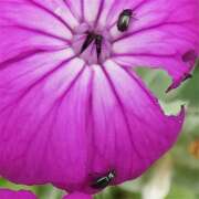 Thumbnail 383121 B