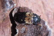 Thumbnail 383145 B