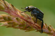 Thumbnail 383152 A