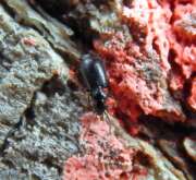 Thumbnail 383155 B