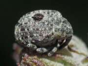 Thumbnail 383167 B