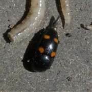 Thumbnail 383176 B