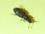 Thumbnail 383182 A