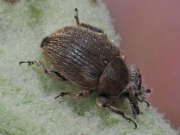 Thumbnail 383252 B