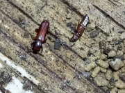 Thumbnail 383307 B