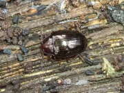 Thumbnail 383311 A