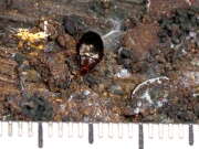 Thumbnail 383311 C
