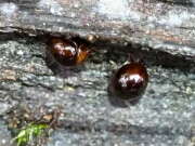 Thumbnail 383312 B